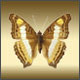 Formes : 100 Papillons