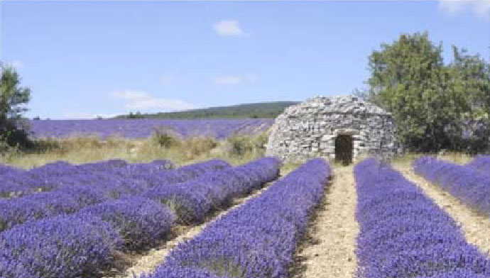 Profondeur de Champ Profondeur de Champ