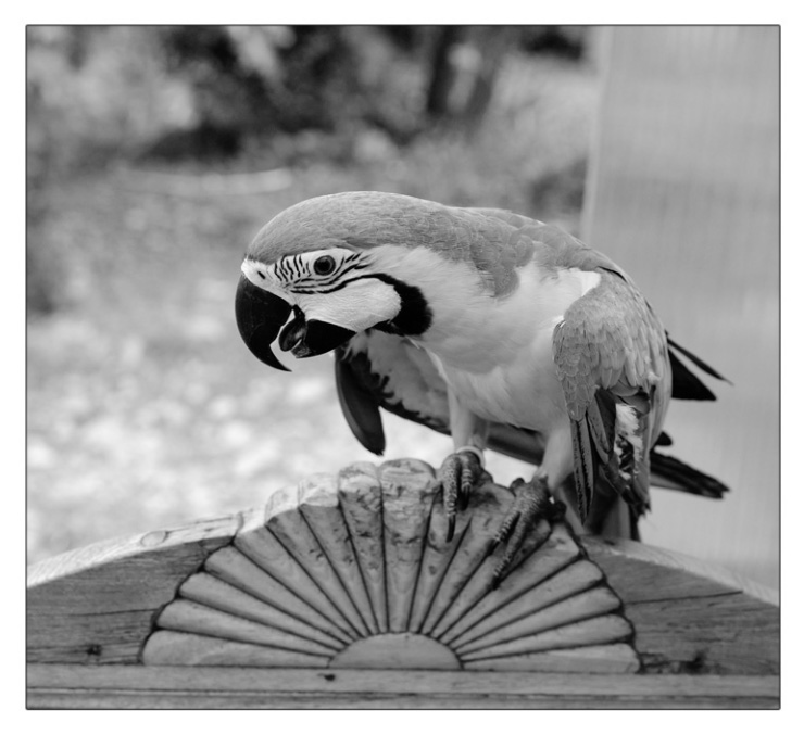 Image en noir et blanc