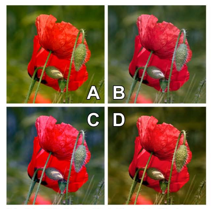 Interprétation d'un photo en RAW