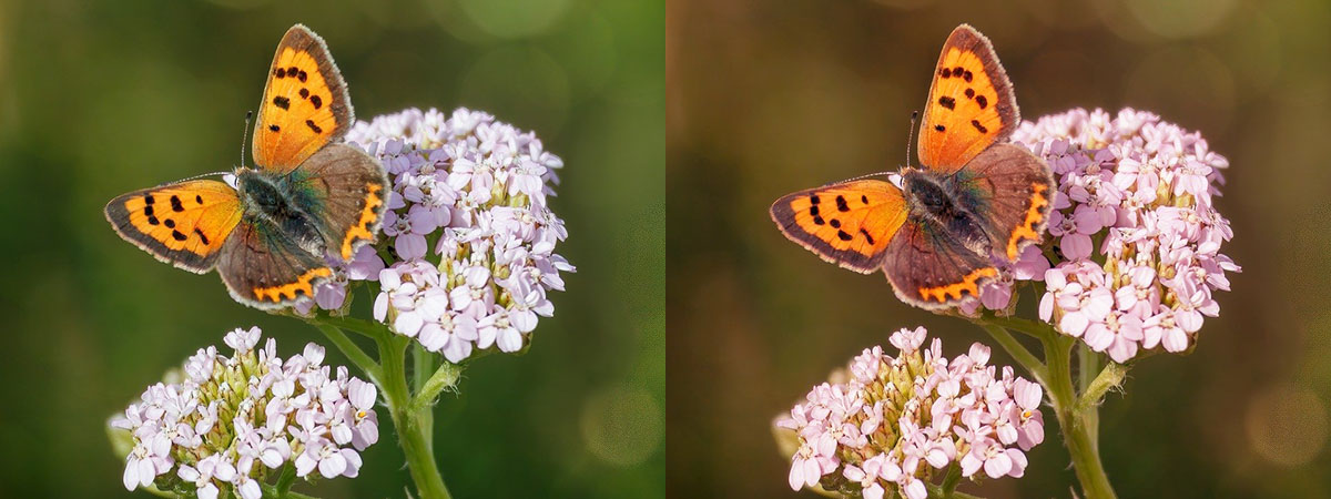 Avec courbe Carminate (opacité 50%) Avec courbe Carminate (opacité 50%)