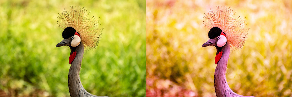 Avec courbe Violet-8 Avec courbe Violet-8