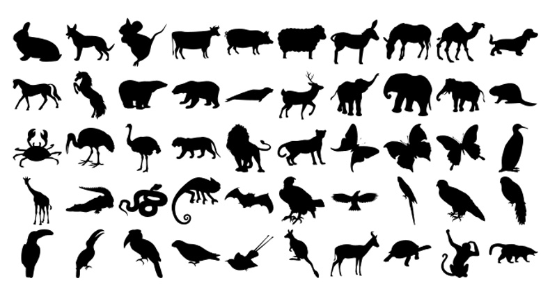 Formes Animaux (7)