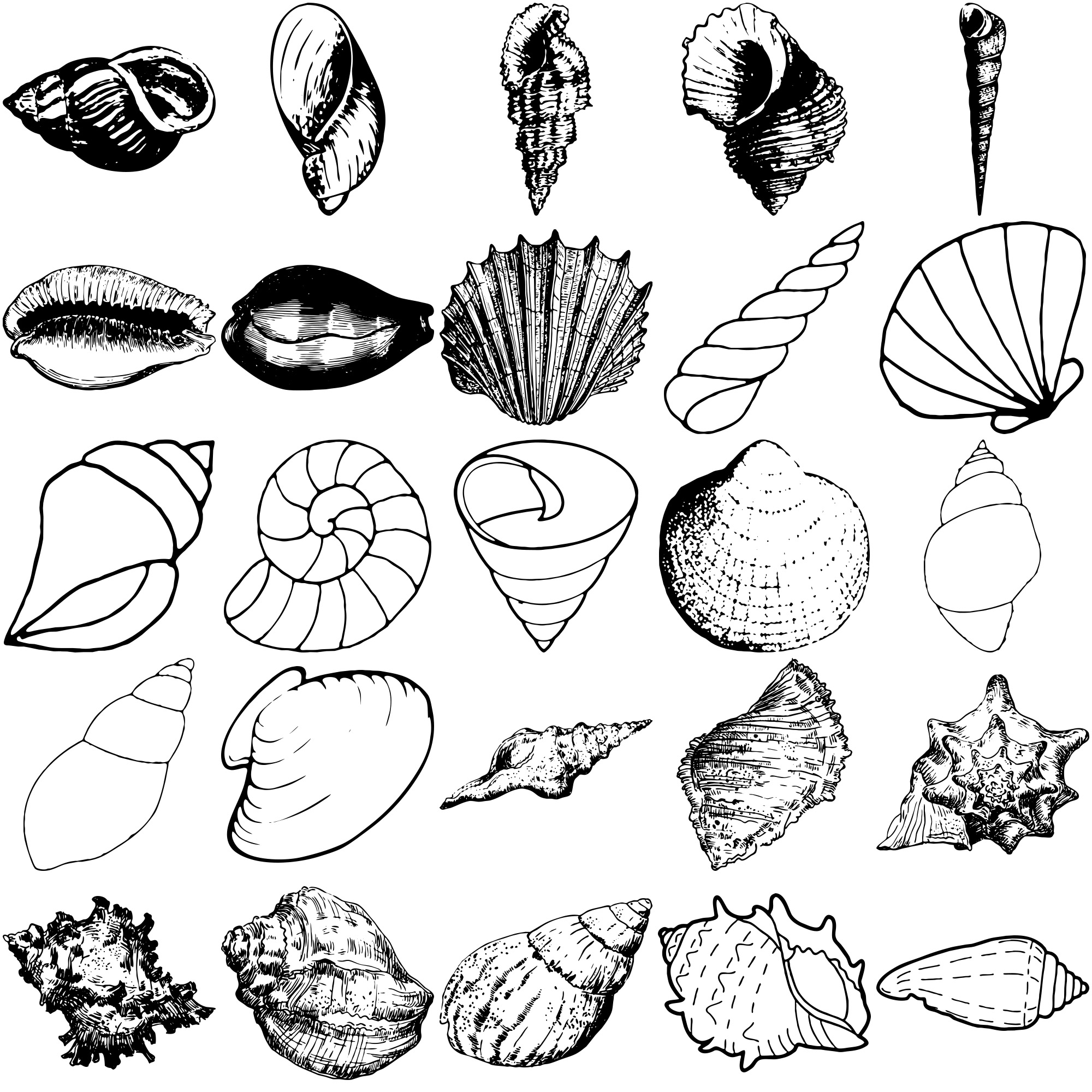 Formes Coquillages (1) Formes Coquillages (1)