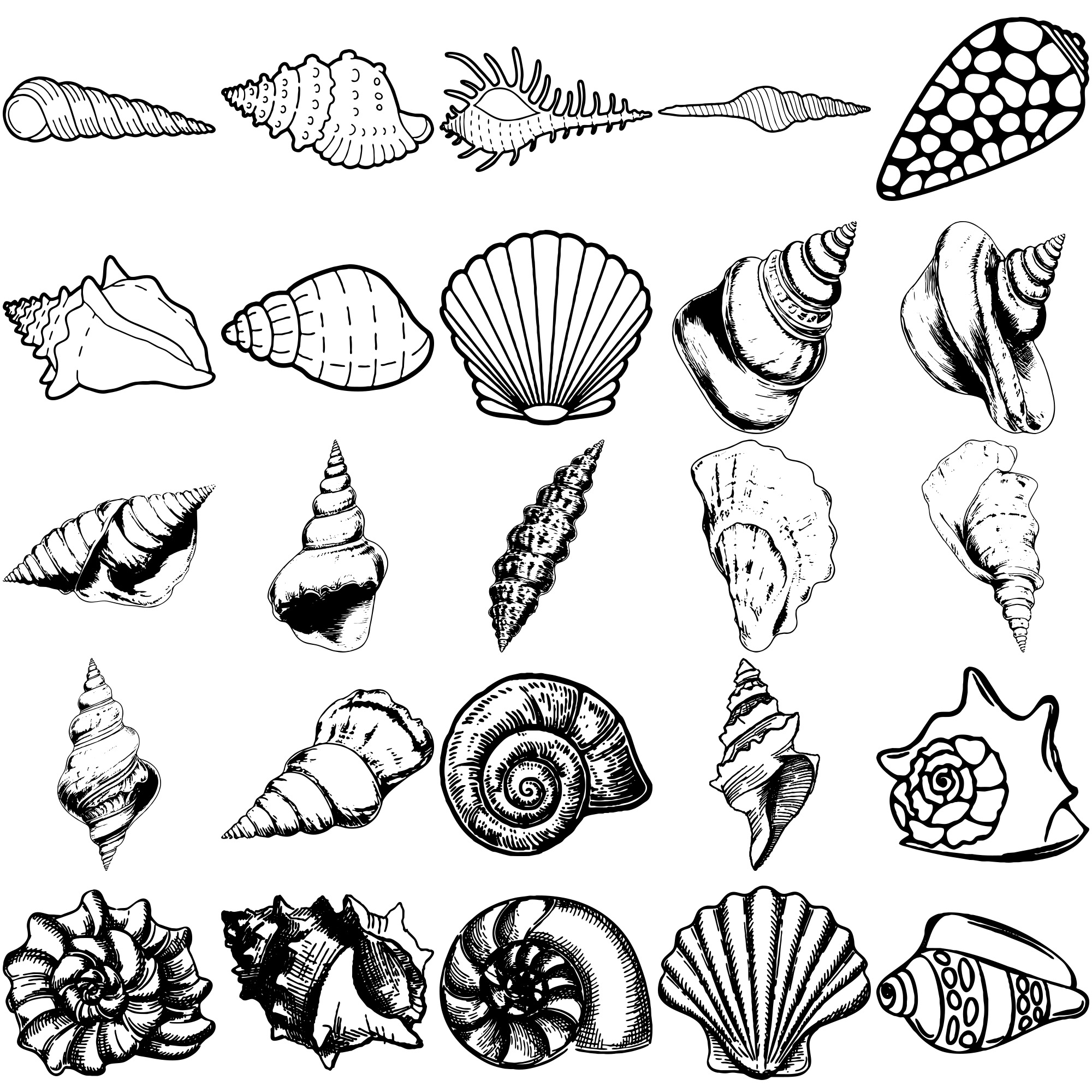 Formes Coquillages (2) Formes Coquillages (2)