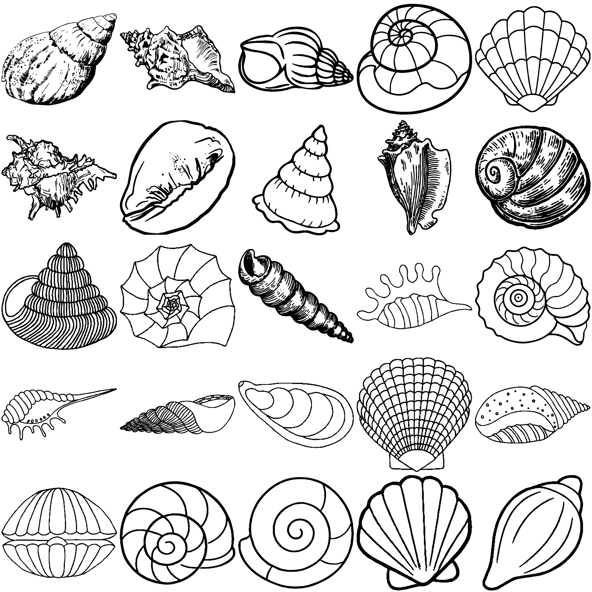 Formes Coquillages (3) Formes Coquillages (3)