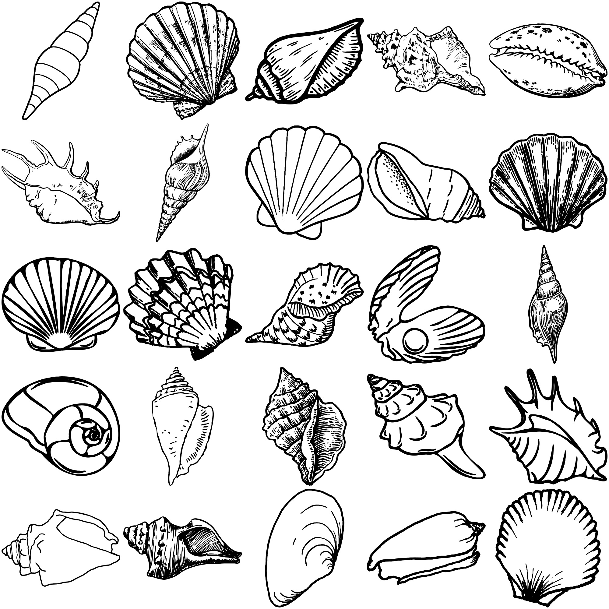 Formes Coquillages (4) Formes Coquillages (4)
