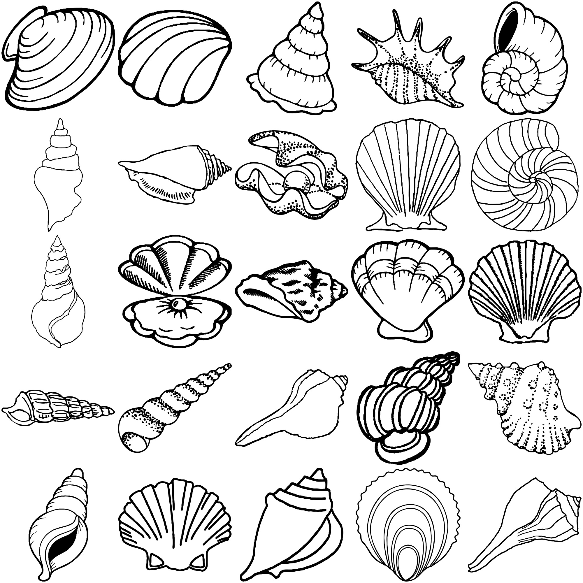 Formes Coquillages (5) Formes Coquillages (5)