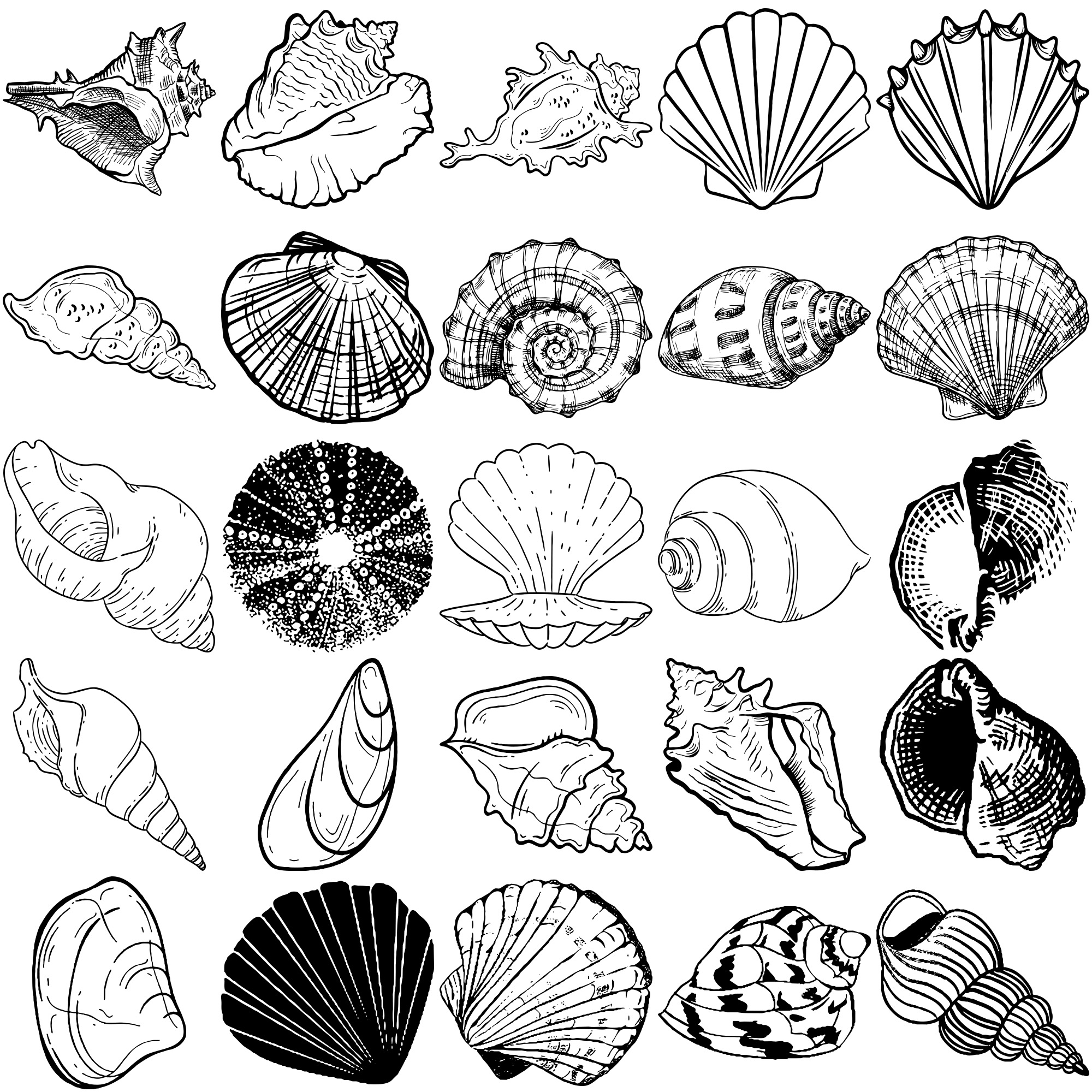 Formes Coquillages (6) Formes Coquillages (6)