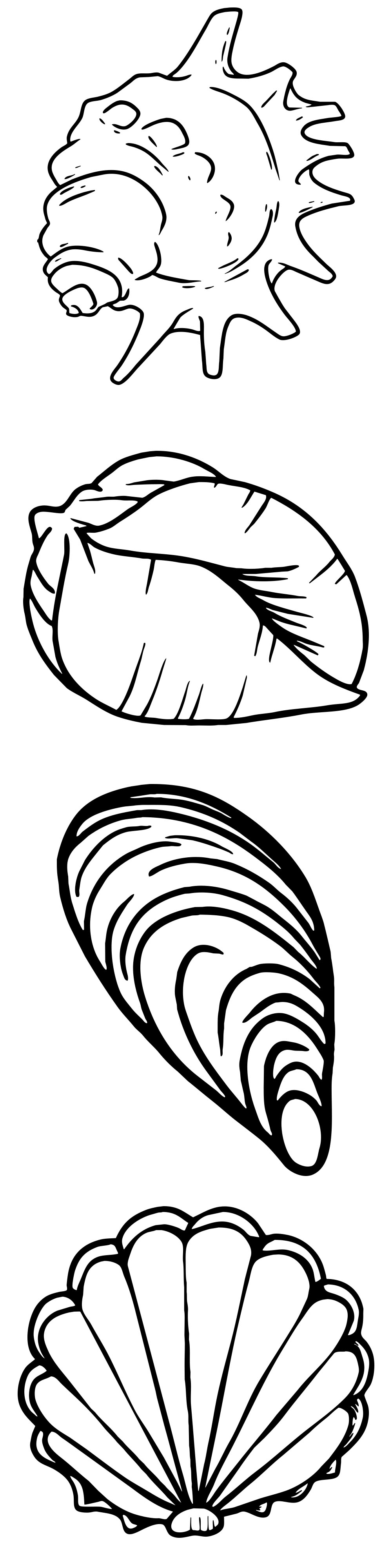 Formes Coquillages (7)