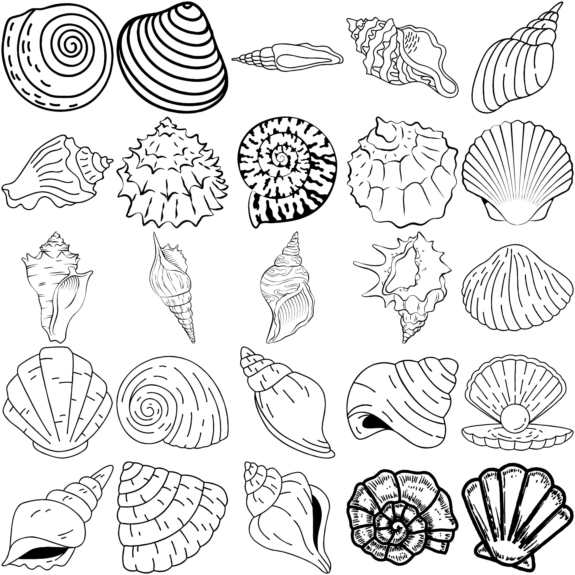 Formes Coquillages (9) Formes Coquillages (9)
