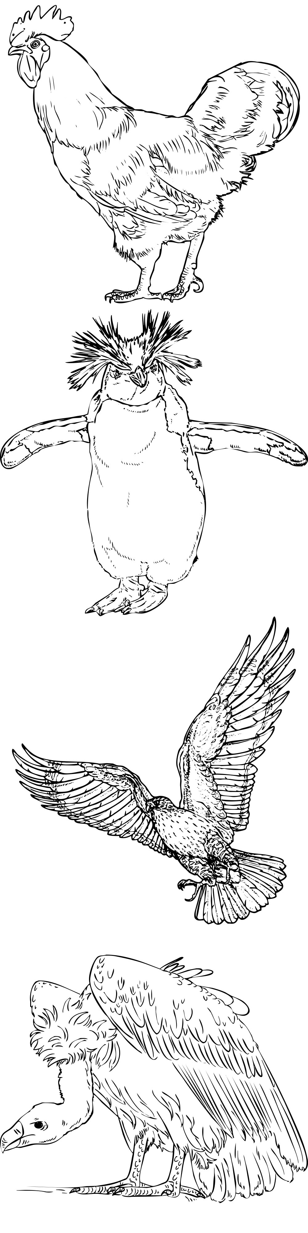 Formes Oiseaux (4) Formes Oiseaux (4)
