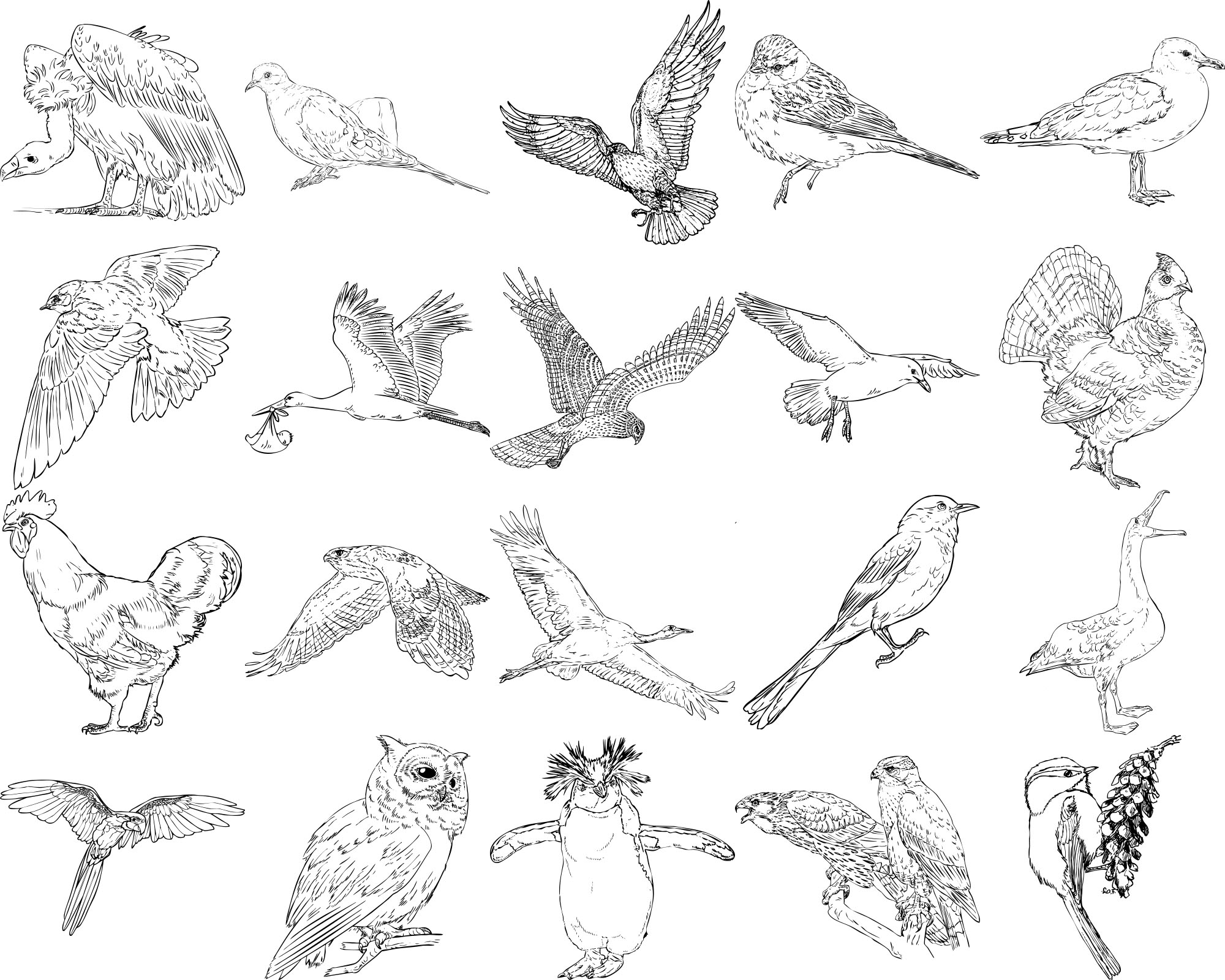 Formes Oiseaux (4) Formes Oiseaux (4)
