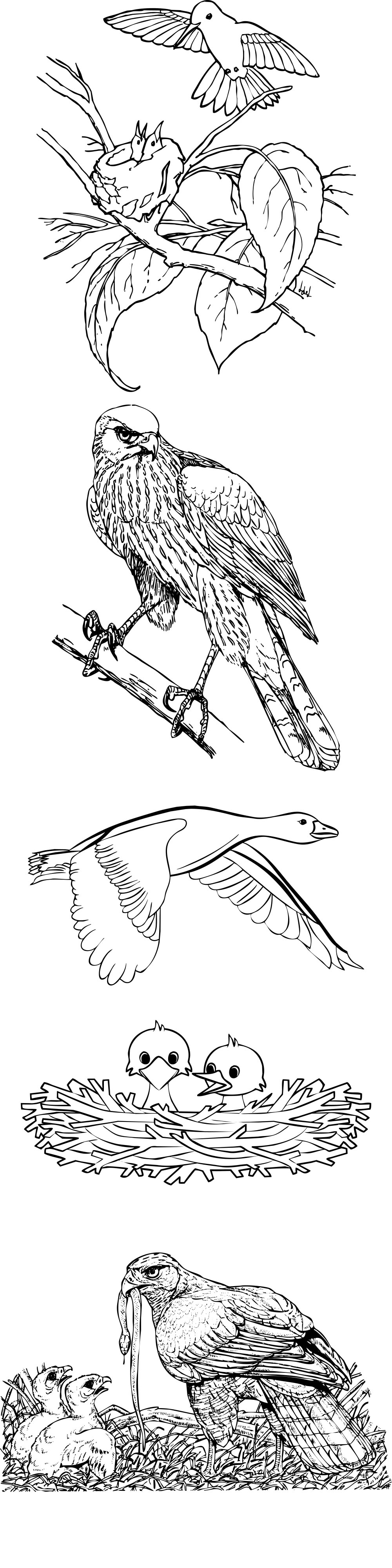 Formes Oiseaux (5) Formes Oiseaux (5)