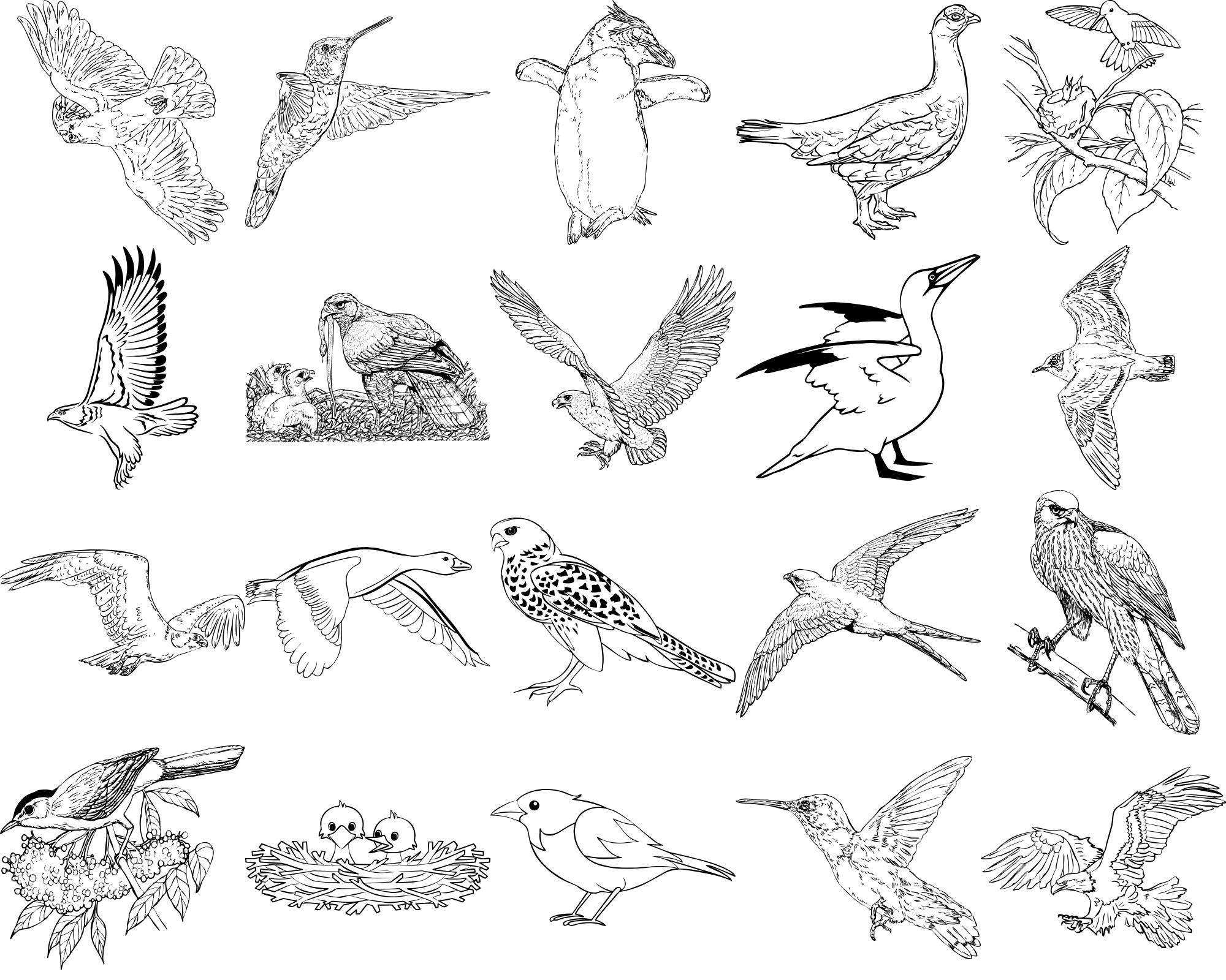 Formes Oiseaux (5) Formes Oiseaux (5)