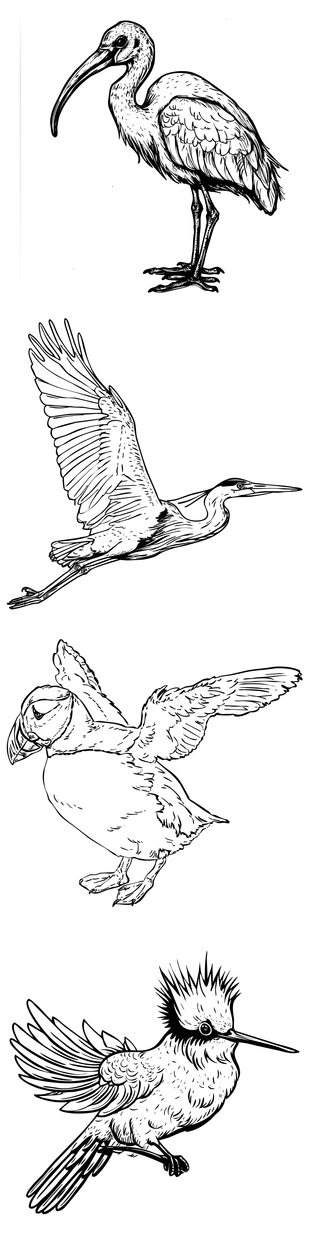 Formes Oiseaux (6)