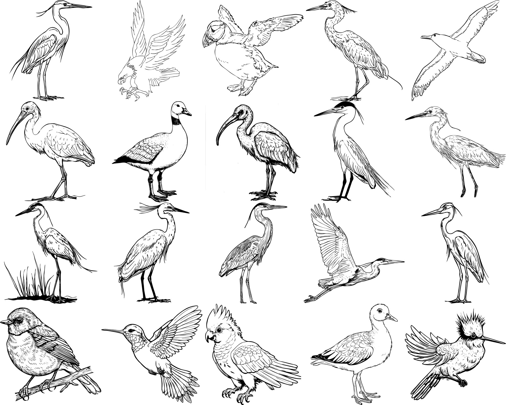 Formes Oiseaux (6)