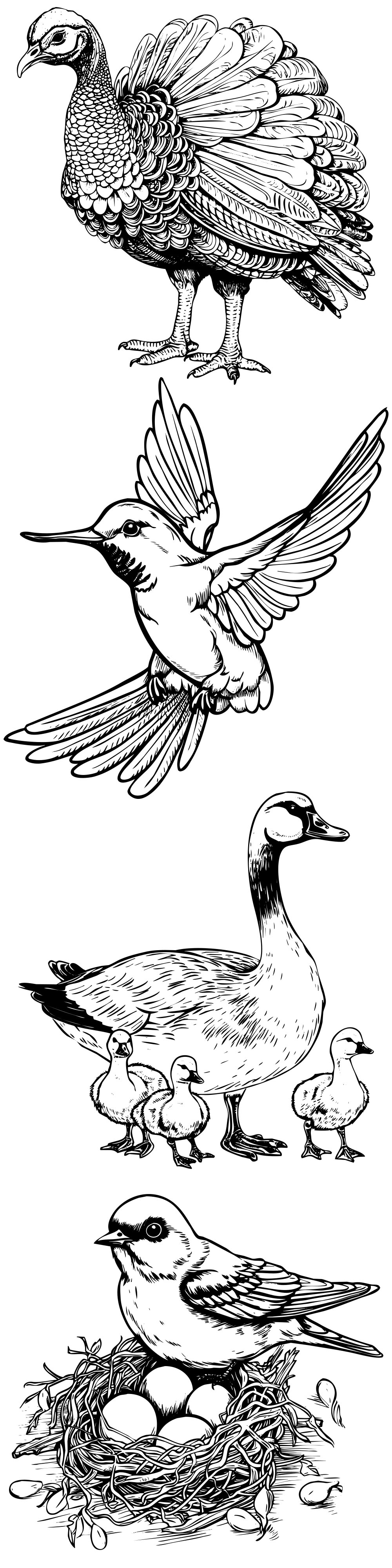 Formes Oiseaux (7) Formes Oiseaux (7)