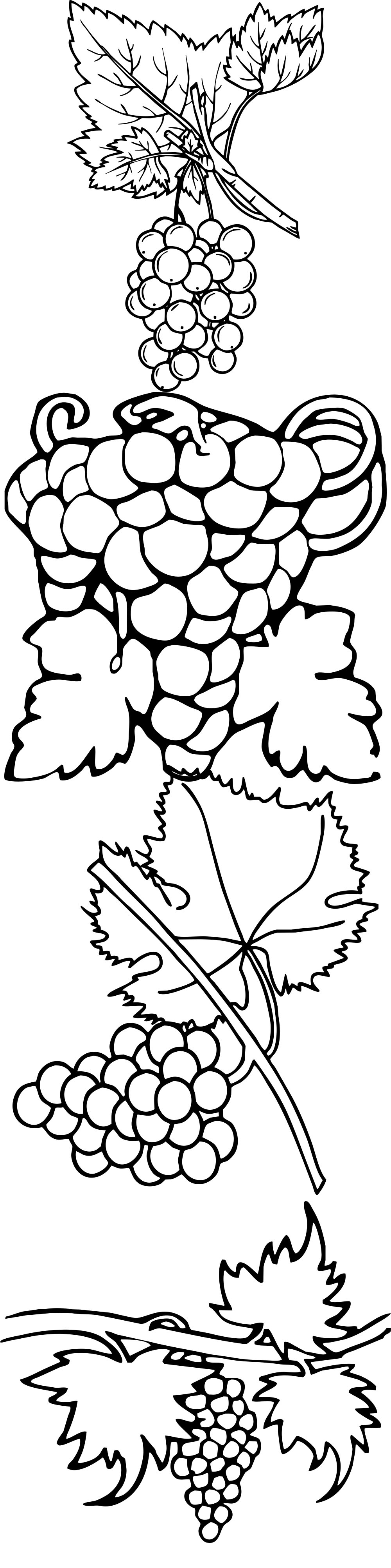 Formes Vigne (2) Formes Vigne (2)
