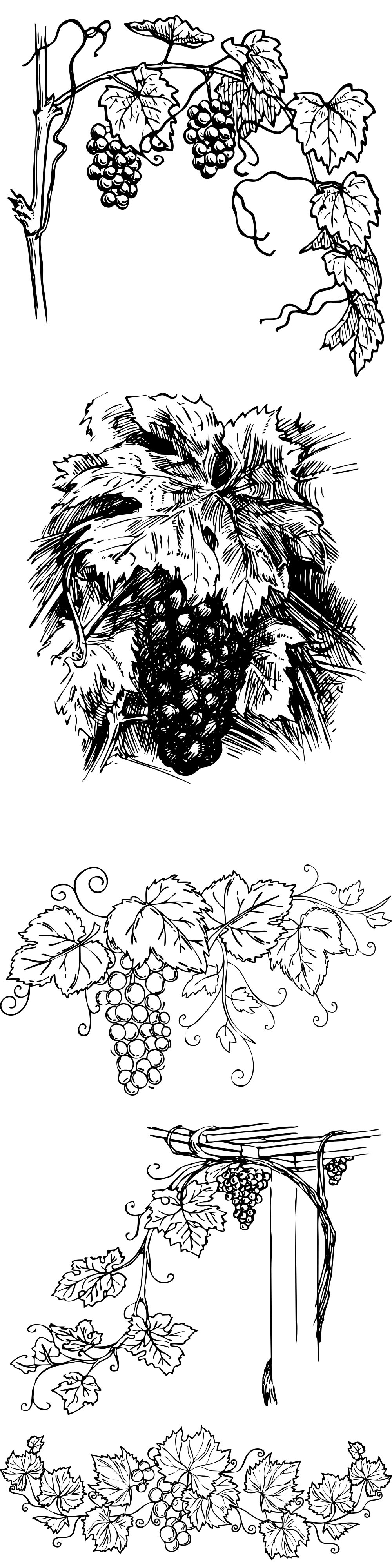 Formes Vigne (4) Formes Vigne (4)