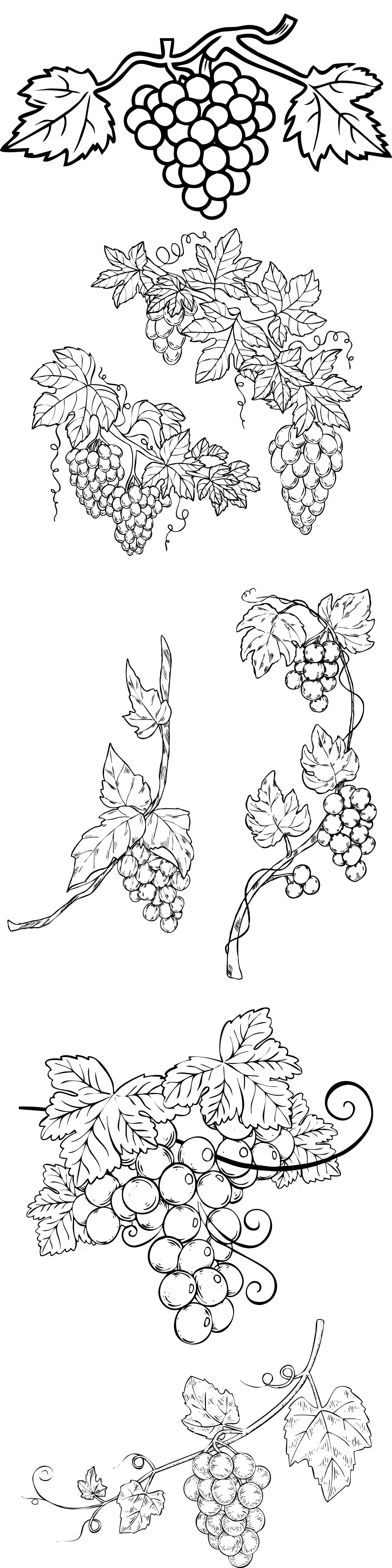 Formes Vigne (5)
