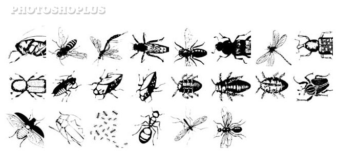 Pinceaux Insectes 01