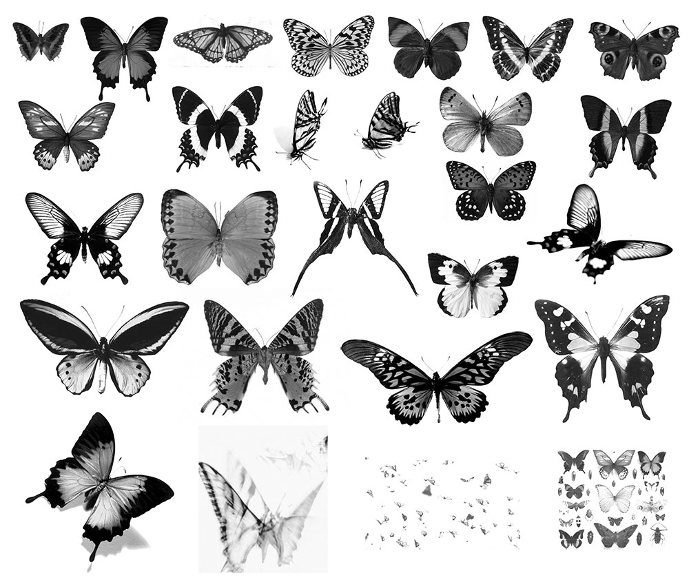 Pinceaux Papillons