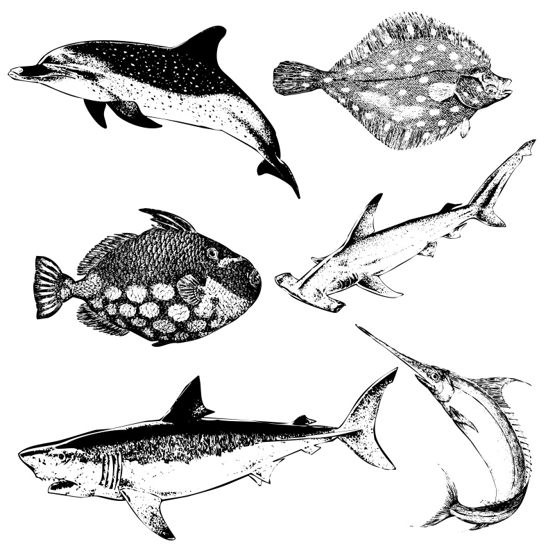 Formes Animaux marins 4