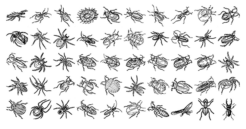 Formes Insectes 2