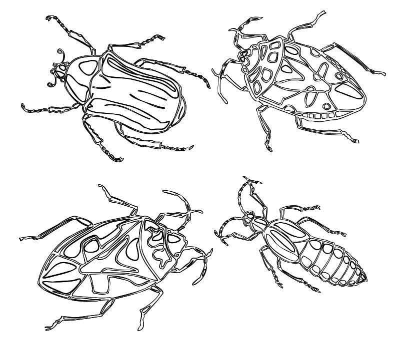 Formes Insectes 2