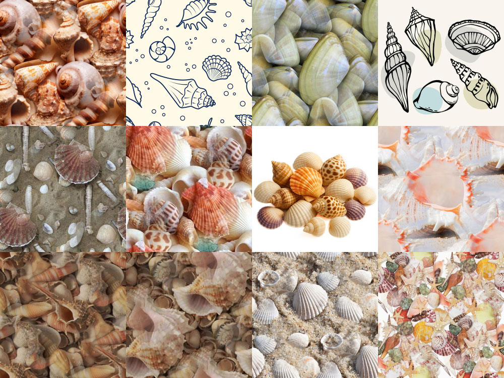 Motifs Coquillages (5)