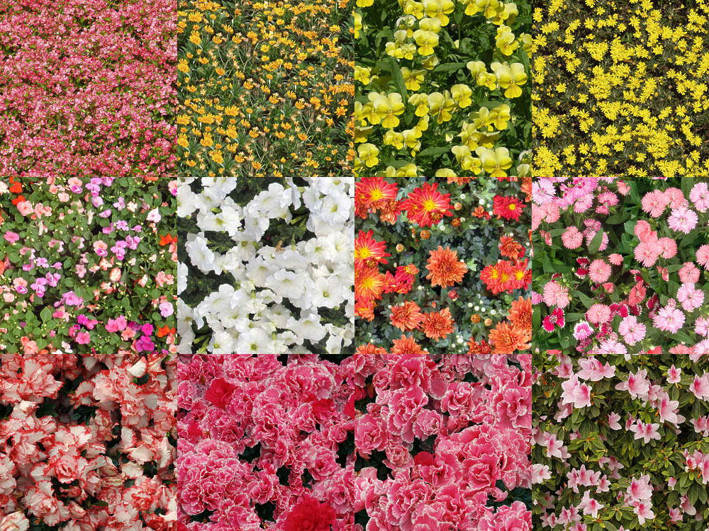 Motifs Fleurs (18)