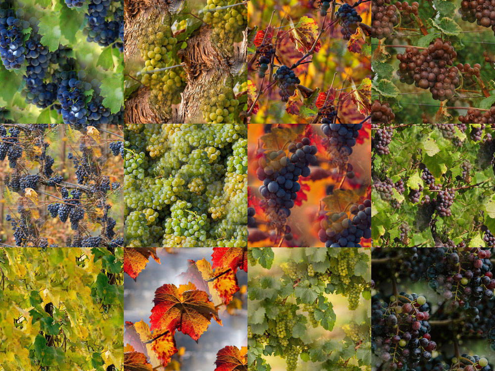 Motifs Vigne (2) Motifs Vigne (2)