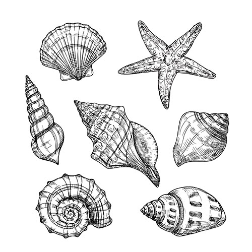 Coquillages 1-9