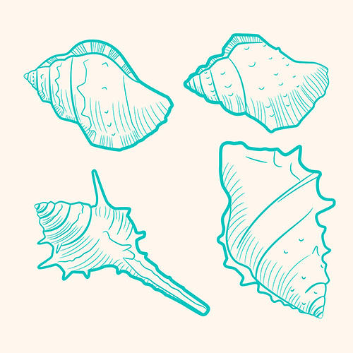 Coquillages 2-1 Coquillages 2-1