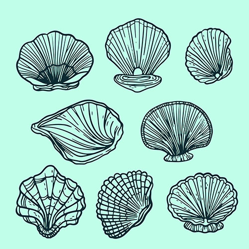 Coquillages 2-4 Coquillages 2-4