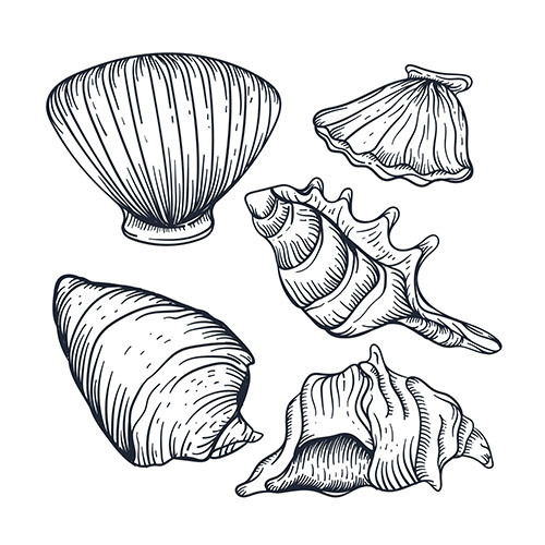 Coquillages 2-6 Coquillages 2-6