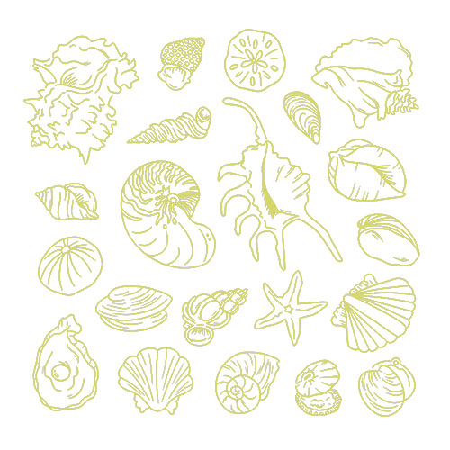 Coquillages 3-13