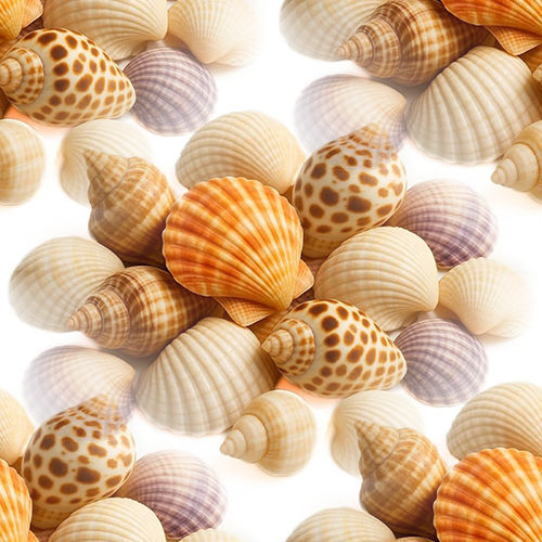 Coquillages 4-10 Coquillages 4-10
