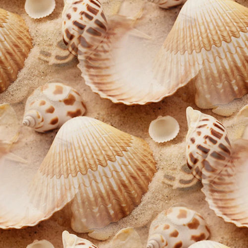 Coquillages 4-5 Coquillages 4-5