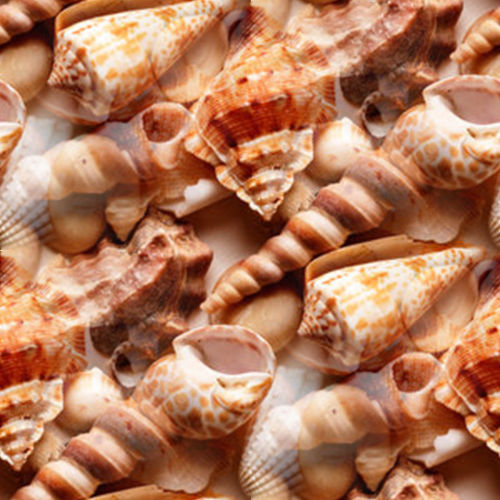 Coquillages 4-7 Coquillages 4-7