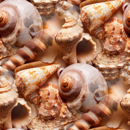 Coquillages 5-1