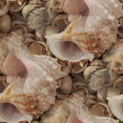 Coquillages 5-10