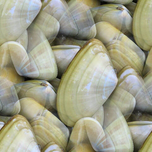 Coquillages 5-3