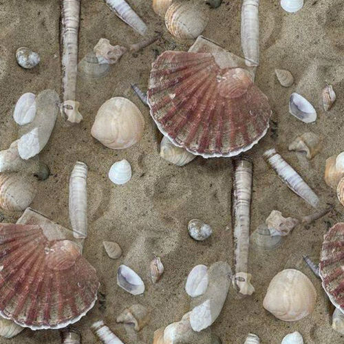 Coquillages 5-5