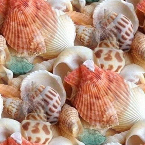 Coquillages 5-6