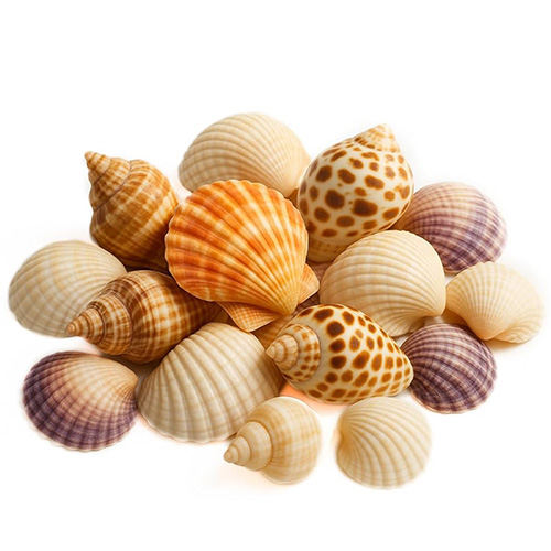 Coquillages 5-7