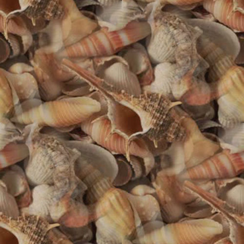 Coquillages 5-9