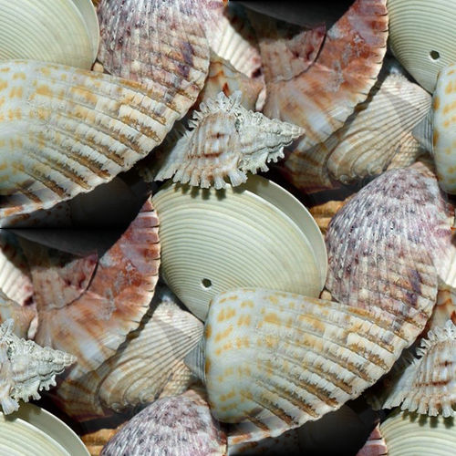 Coquillages 6-10 Coquillages 6-10
