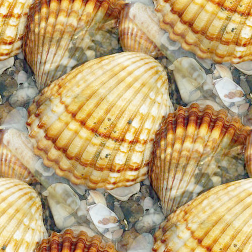 Coquillages 6-5 Coquillages 6-5